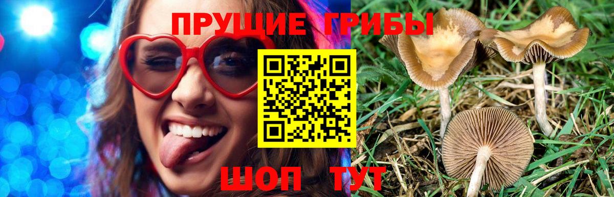 Галлюциногенные грибы Cubensis  Вход с VPN  Славгород 